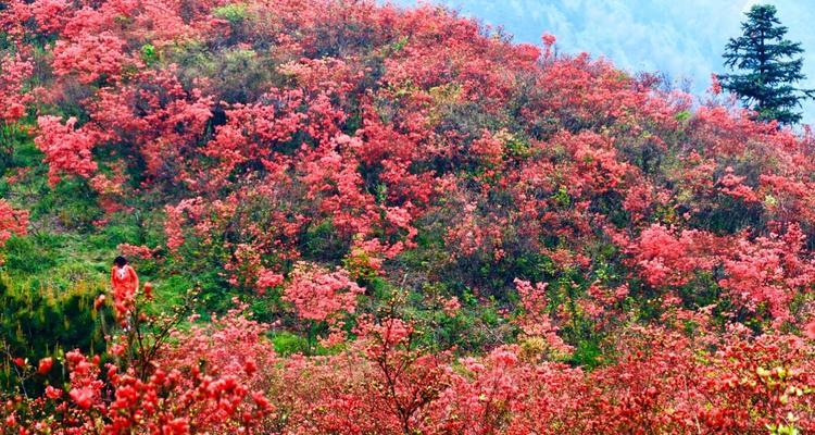 映山红花语是什么？它代表了哪些意义？