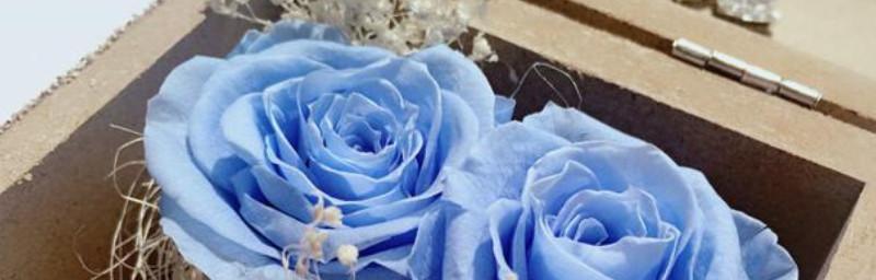 永生花特点及养护方法有哪些？