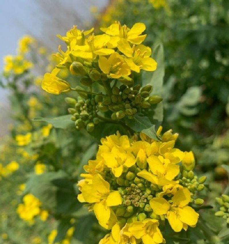 油菜花的花语是什么？有哪些关于油菜花的美丽传说？