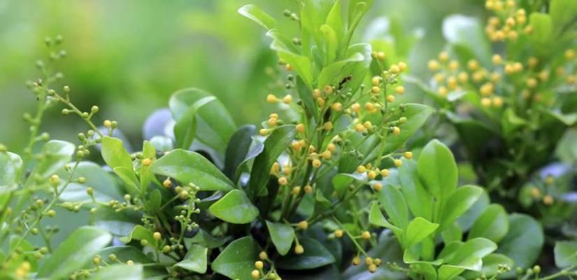 榆树的花语是什么？有哪些关于榆树的传说故事？