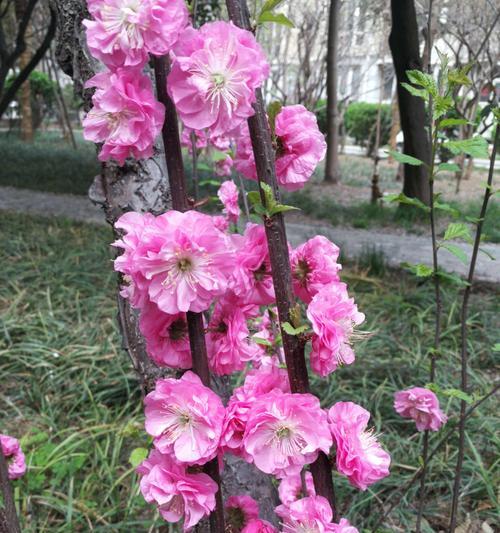 榆叶梅的花语是什么？它有哪些神奇的作用？
