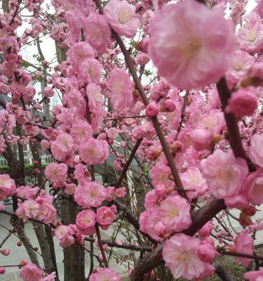 榆叶梅的花语是什么？它有哪些神奇的作用？