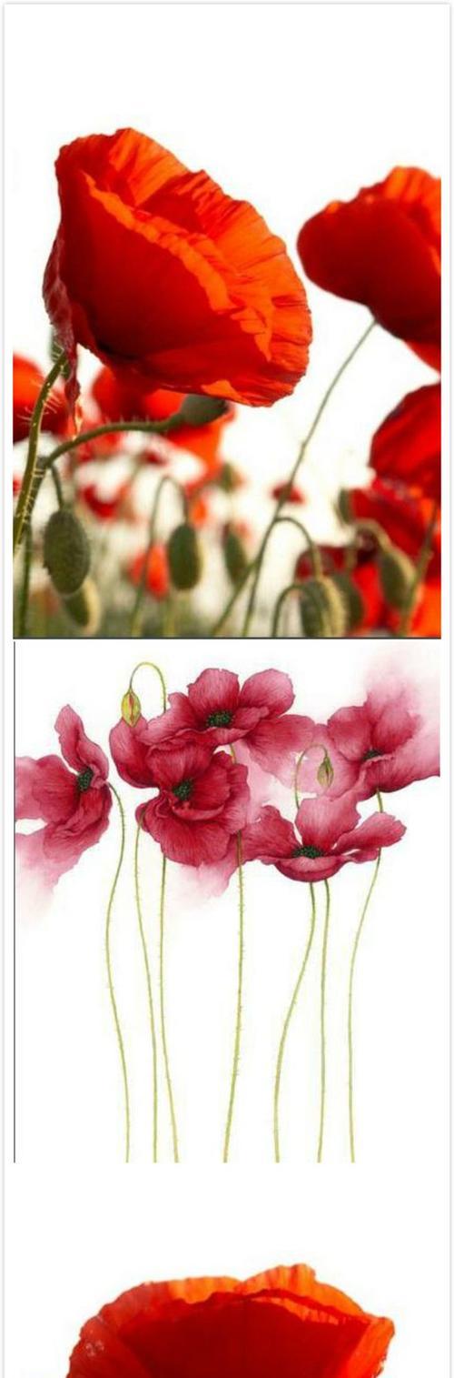 虞美人的花语及传说有哪些常见问题？