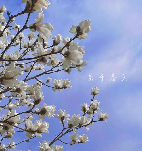 玉兰花的寓意是什么？有哪些关于玉兰花的传说？