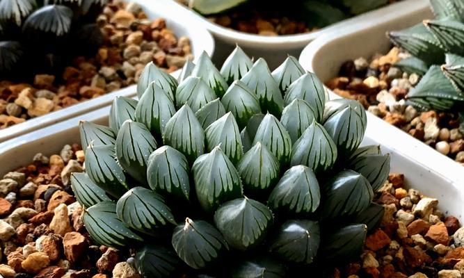 玉露开花象征着什么？玉露开花的意义和特点是什么？