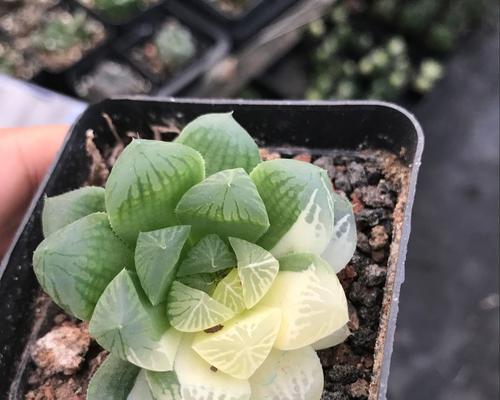 玉露开花象征着什么？玉露开花的意义和特点是什么？