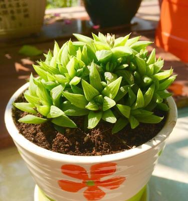 玉露开花象征着什么？玉露开花的意义和特点是什么？