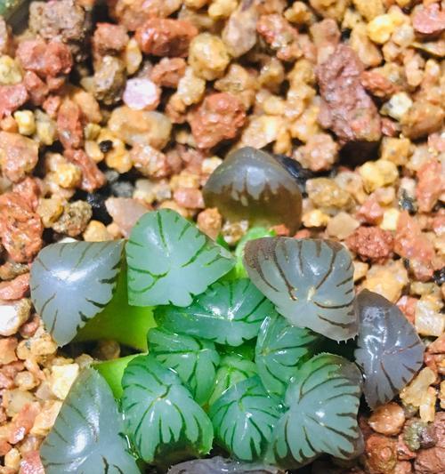 玉露开花预示着什么意思？玉露开花的含义是什么？