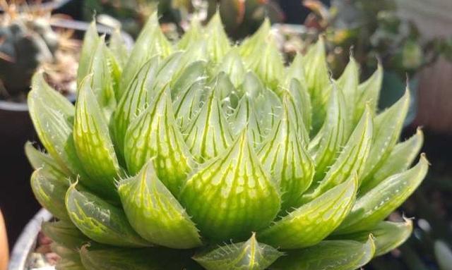 玉露开花预示着什么意思？玉露开花的含义是什么？