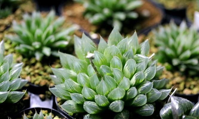 玉露开花预示着什么意思？玉露开花的含义是什么？