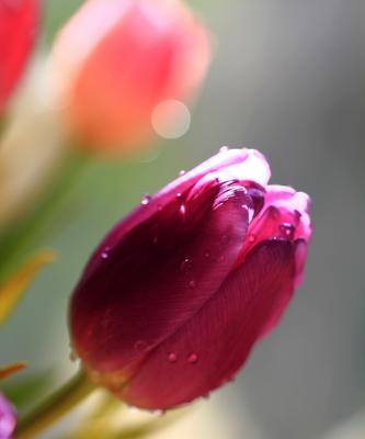 郁金香代表无尽的爱和永恒的祝福吗？它们的花语是什么？