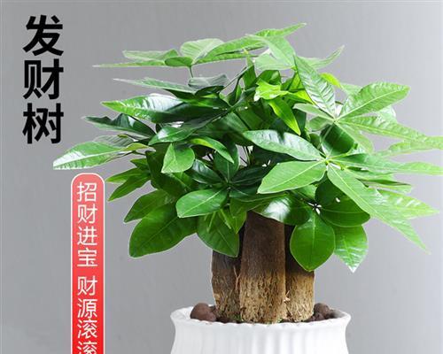 寓意好的盆景树有哪些？如何选择寓意吉祥的盆栽？