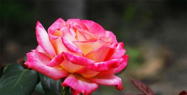 月季的花语是什么？最佳开花时间是什么时候？