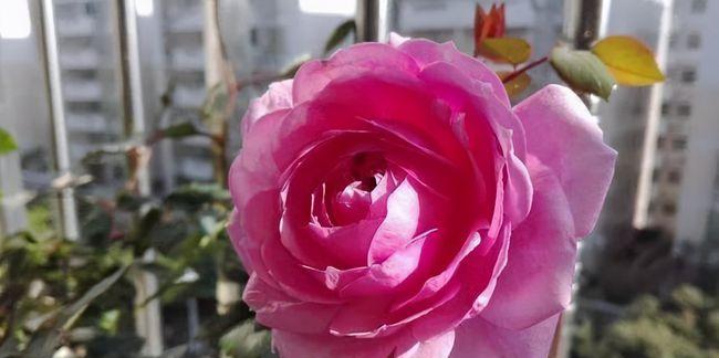 月季花代表什么意思？月季花的花语有哪些？