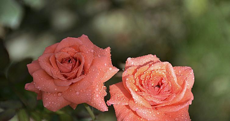 月季花代表什么意思？月季花的花语有哪些？