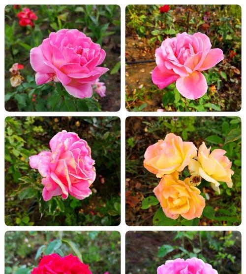 月季花的花语是什么？它象征着什么含义？