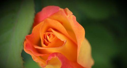 月季花的花语是什么？它象征着什么含义？