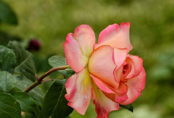 月季花何时绽放？它的花语又代表了什么？