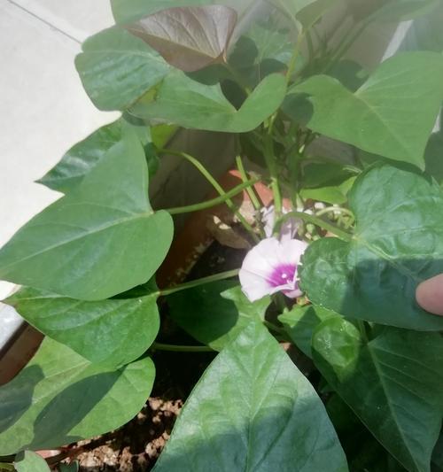 白薯开花是好现象吗？如何处理开花的白薯？