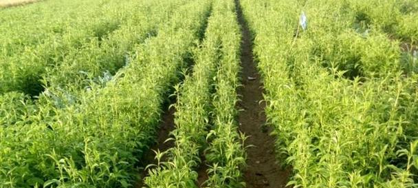 白术种植成本是多少？种植白术的利润如何计算？