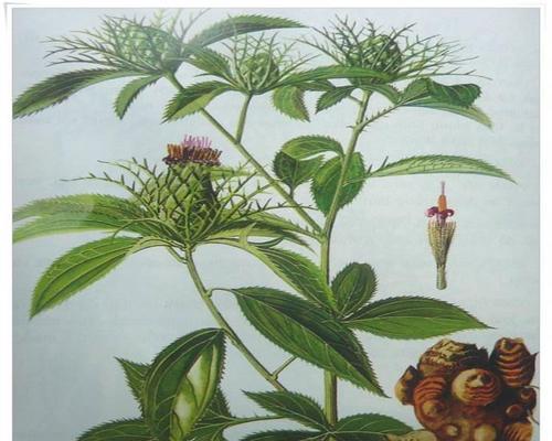 白术的最佳种植时间是什么时候？种植后需要注意哪些问题？