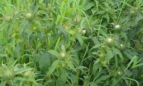 白术适合什么地方种植？种植白术的最佳环境是什么？