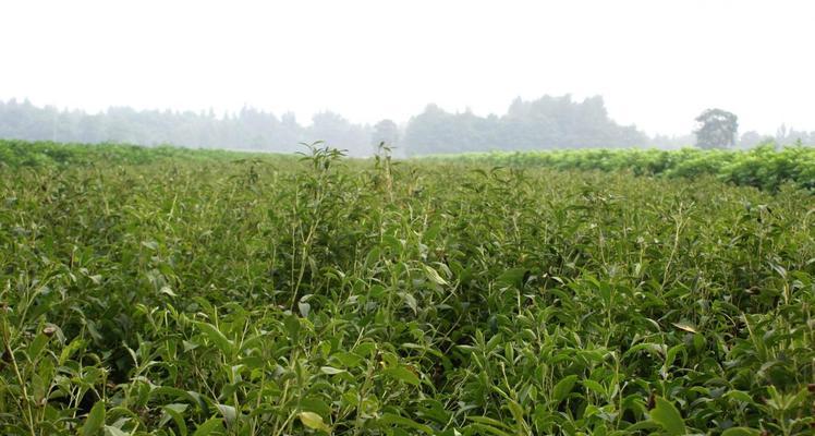 白术适合什么地方种植？种植白术的最佳环境是什么？