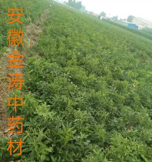 白术的最佳种植时间是什么时候？种植方法有哪些？