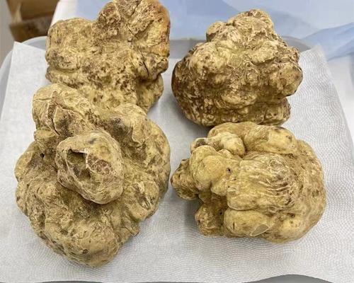 白松露生长在什么地方？如何在野外找到珍贵的白松露？