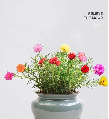 白太阳花代表什么意思？花语和象征意义是什么？