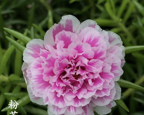 白太阳花代表什么意思？花语和象征意义是什么？