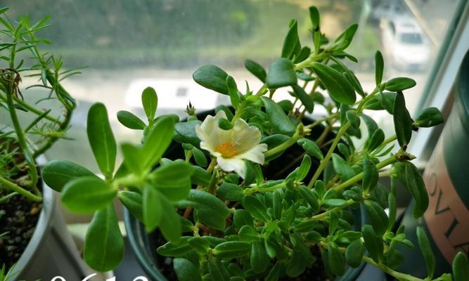 白太阳花代表什么意思？花语和象征意义是什么？