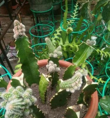 白檀开花周期是多久？花期持续几天？