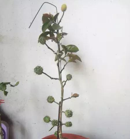 白檀开花周期是多久？花期持续几天？