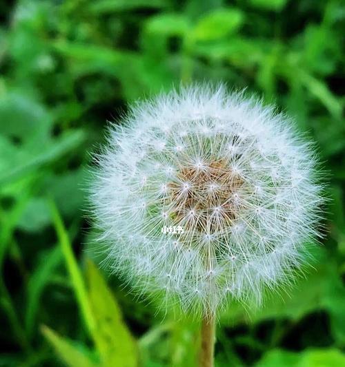 白王兰留种子的最佳方法是什么？如何正确收集白王兰种子？