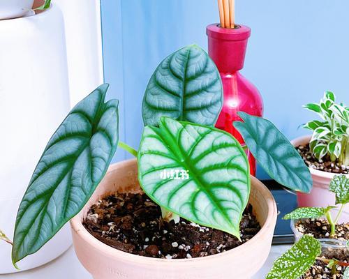 白犀牛海芋怎么养？养殖过程中应注意哪些问题？