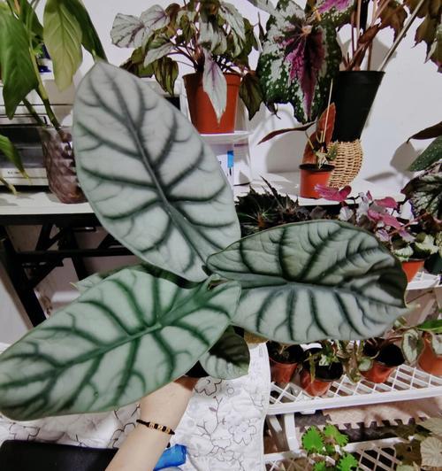 白犀牛海芋怎么养？养殖过程中应注意哪些问题？