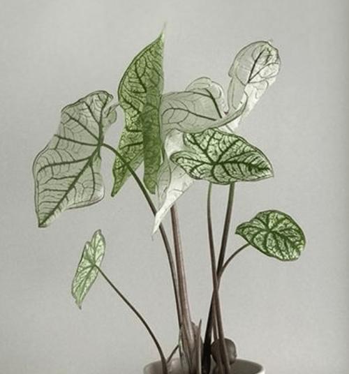 白犀牛海芋怎么养？养殖过程中应注意哪些问题？