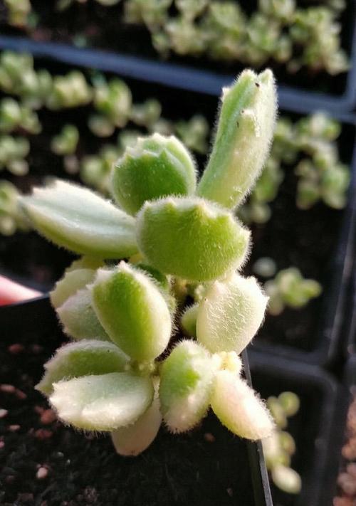 白熊植物掉叶子是什么原因？如何正确处理？