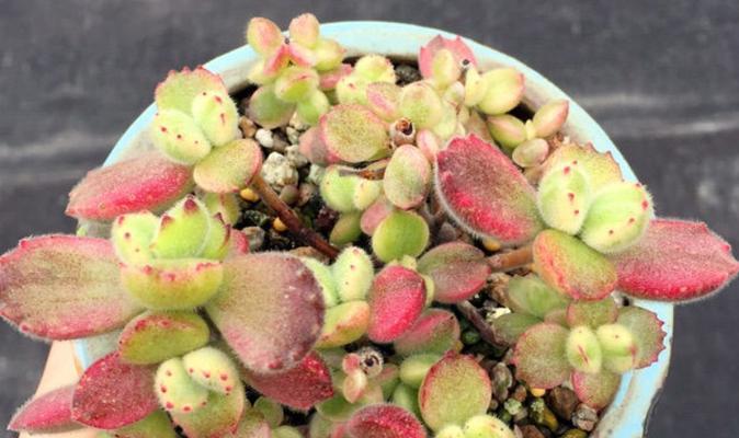 白熊植物掉叶子是什么原因？如何正确处理？