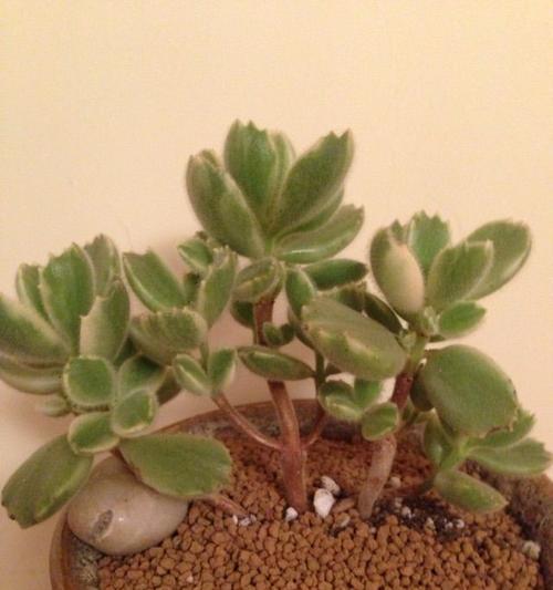 白熊植物掉叶子是什么原因？如何正确处理？
