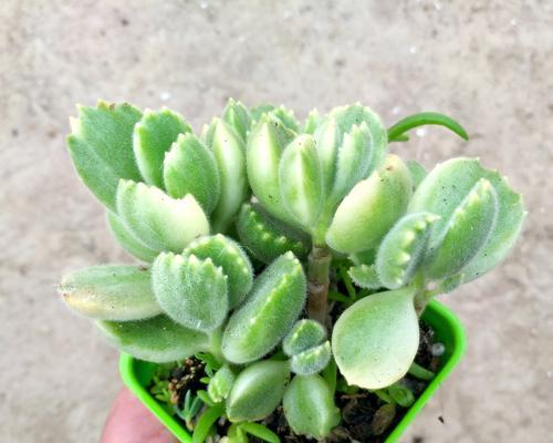白熊多肉养殖出状态的秘诀是什么？如何保持其最佳生长状态？