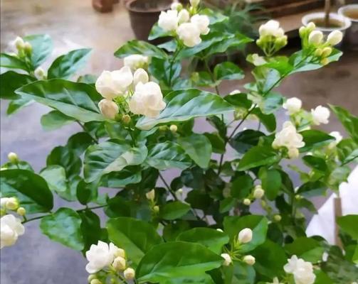 白雪公主花的养殖方法是什么？如何确保其健康生长？