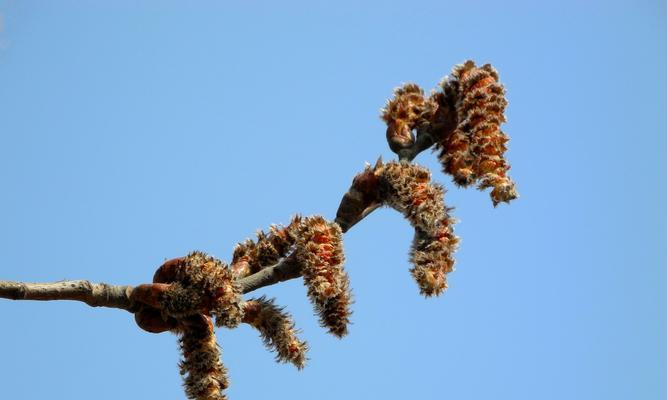 白杨树开花的样子是怎样的？开花又象征着什么意义？