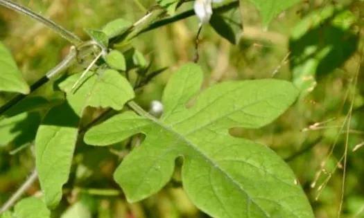 白英果实有毒吗？食用安全性和潜在风险解析？