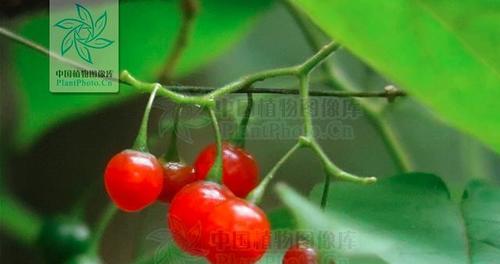 白英果实有毒吗？食用安全性和潜在风险解析？