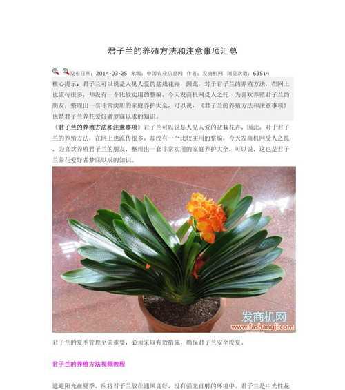白玉兰浇水频率是多少？如何正确浇水？