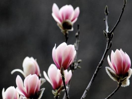 白玉兰多久开花一次？如何正确养护以促进花期？