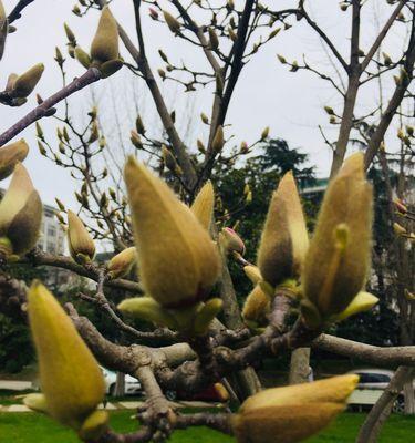 白玉兰多久开花一次？如何正确养护以促进花期？