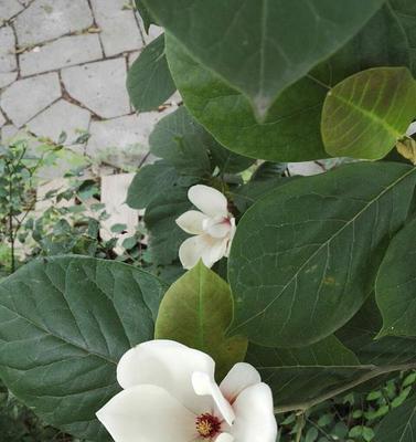 白玉兰多久开花一次？如何正确养护以促进花期？